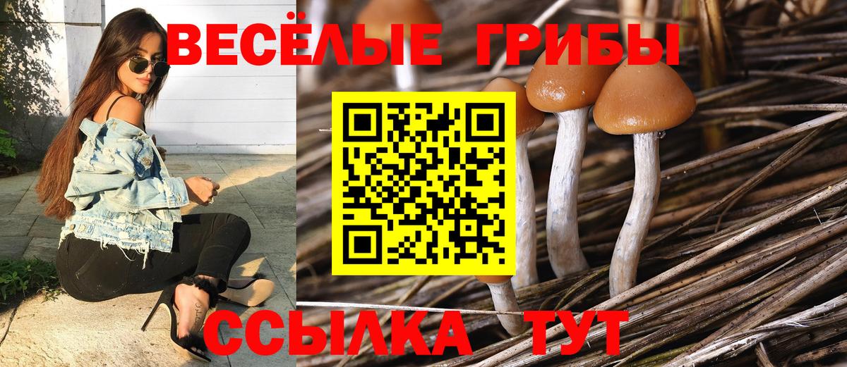 Галлюциногенные грибы Psilocybine cubensis Красноуфимск
